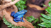 Amphibian Safety: Essential Tips for Healthy Handling & Care