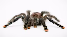 Arboreal Tarantula Care: Habitat & Health for a Happy Tarantula