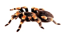 New Pet Parent? Terrestrial Tarantula Care & Setup Guide