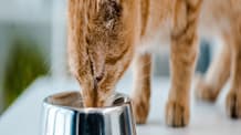 Is Your Cat Drinking Enough Water? Prevent Dehydration Now!