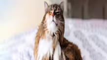 Cat Allergies: Expert Guide to Symptoms, Causes & Effective Treatment