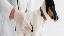Protect Your Dog from Hookworms: Prevention, Symptoms & Treatment