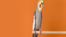 Protect Your Pet Bird This Summer: Essential Heat Safety & Care Tips