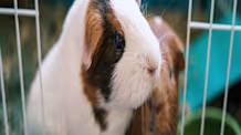 Summer Pet Safety: Essential Heatstroke Prevention Tips for Small Pets