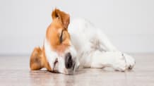 Cephalexin for Dogs & Cats: What It Treats & Key Safety Info