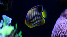 Blackwater Aquariums: Easy Setup & Benefits for Thriving Fish