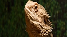 Unlock Bearded Dragon Body Language: Know What They're Saying