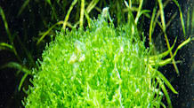 Unlock a Lush Aquarium: Riccia Fluitans (Crystalwort) Care Guide