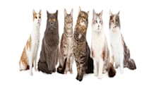 Cat Breeds: Find Your Perfect Feline Friend & Personality Match
