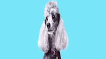Dog Allergies: Debunking Hypoallergenic Myths & Finding Relief