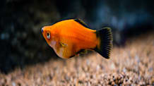 Betta Fish Clamped Fins: Spot Symptoms, Causes & Effective Treatment