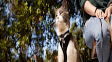 Is Your Yard Cat-Safe? Toxic Outdoor Plants Your Feline Must Avoid