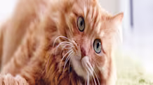 Why Your Cat Dry Heaves: Understanding Causes & Vet-Approved Solutions