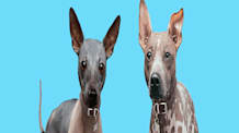 Choosing a Hairless Dog: Breeds, Traits, & What Every Owner Must Know