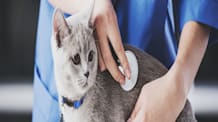 Orbax for Pets: What Pet Parents Need to Know About This Antibiotic