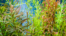 Rotala Rotundifolia Care: Grow Vibrant Aquarium Plants, No Stress