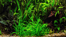 Helanthium Tenellum (Pygmy Chain Sword): Easy Aquarium Carpet