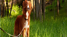 Identify Toxic Outdoor Plants Poisonous to Dogs for Pet Safety
