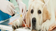 Dog Skin Cancer: Spot Warning Signs, Lumps & When to See Your Vet