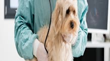 Giardia in Dogs: Symptoms, Treatment, & Prevention for Your Dog