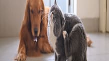 Cyclosporine for Dogs & Cats: Soothe Allergies & Autoimmune Issues