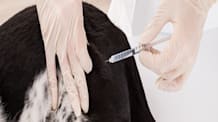 Kennel Cough: Symptoms, Prevention & Bordetella Vaccine Guide