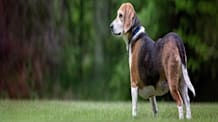 Is Your Dog Overweight? Learn the Key Signs to Keep Them Healthy!