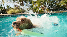 How to Cool Down Your Dog and Avoid Heatstroke
