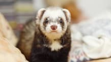 Decoding Ferret Behaviors: What's Normal & When to Worry About Health