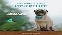 Apoquel for Dogs: Understand Fast Itch & Allergy Relief for Your Pet