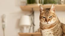 Decoding Your Aloof Cat: How Your Attention Builds a Stronger Bond