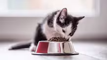 Is Your Cat Hungry? Spot the Signs & Ensure Proper Nutrition