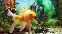 Aquarium Fish Fungus: Spot, Treat & Prevent Cotton Wool Disease