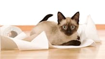 Cat Diarrhea: Causes, Symptoms & Essential Guide to Help Your Cat