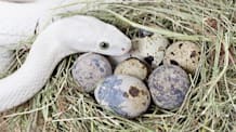 Reptile Egg Bound? Spot Signs, Causes, Treatment & Prevention