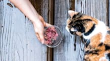 Feed Your Cat Right: Avoid These 6 Common Cat Feeding Mistakes