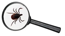 Found a Tick on Your Pet or in Your Home? Safe Removal & Prevention