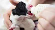 How to Tube-Feed Puppies Safely: A Vet-Guided Step-by-Step Guide