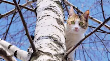 Cat Stuck in Tree? 4 Safe & Effective Ways to Get Your Cat Down