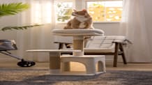Houseplants Toxic to Cats