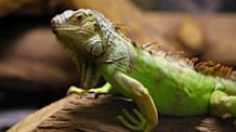 Decoding Iguana Color Changes: Age, Mood, & Health Explained
