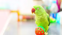 Is Your Bird Vomiting or Regurgitating? When to Worry & What to Do