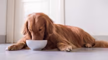 How to Switch Your Dog's Food