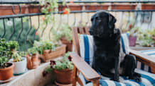 Indoor House Plants Poisonous to Dogs 
