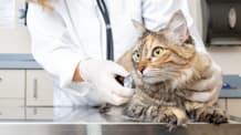 Fleas in Cats: Is Injectable Flea Prevention Right for Your Cat?