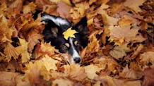 Ultimate Fall Safety Guide for Pets