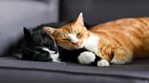 How to Introduce a Kitten to a Cat: Step-by-Step