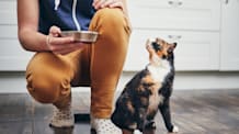 Cat Throwing Up Undigested Food: Vomit or Regurgitate? When to Worry