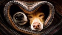 Why Dogs are Afraid of Thunderstorms & How to Help