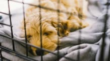 How to Pick the Perfect Dog Crate Size for Your Furry Friend